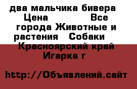 два мальчика бивера › Цена ­ 19 000 - Все города Животные и растения » Собаки   . Красноярский край,Игарка г.